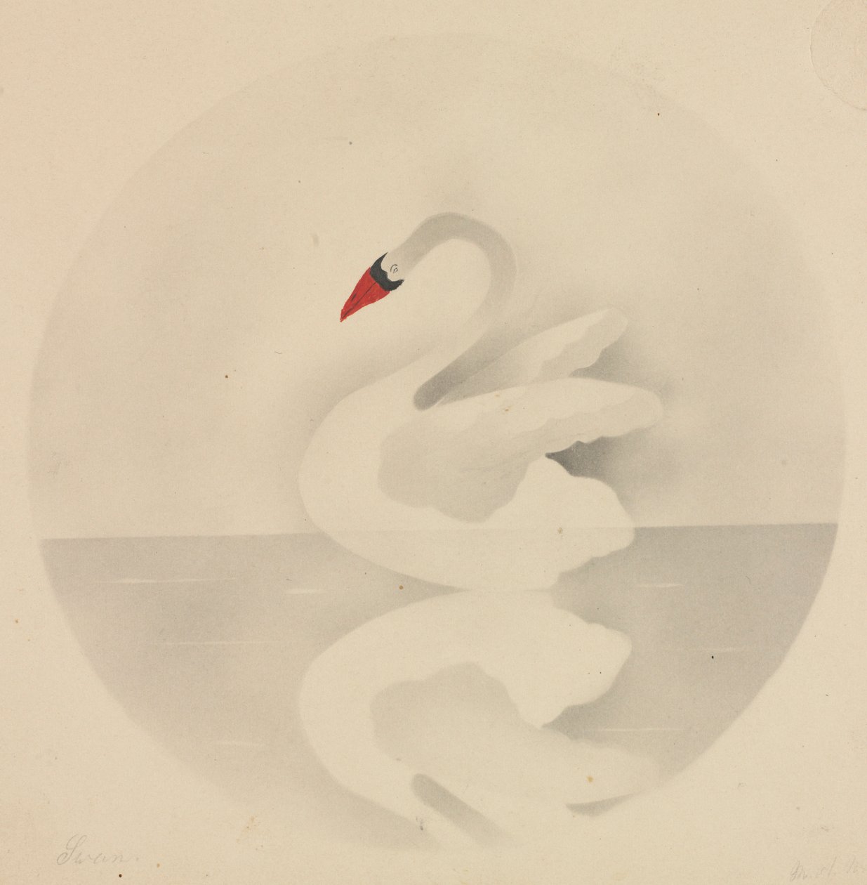 Cisne de Mary Altha Nims