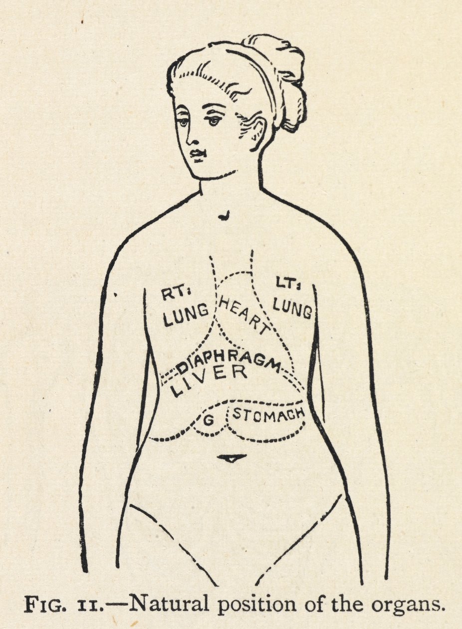 Posición natural de los órganos". Diagrama sencillo de algunos órganos internos de la mujer; en un capítulo sobre la postura correcta. de Mary Eliza Haweis