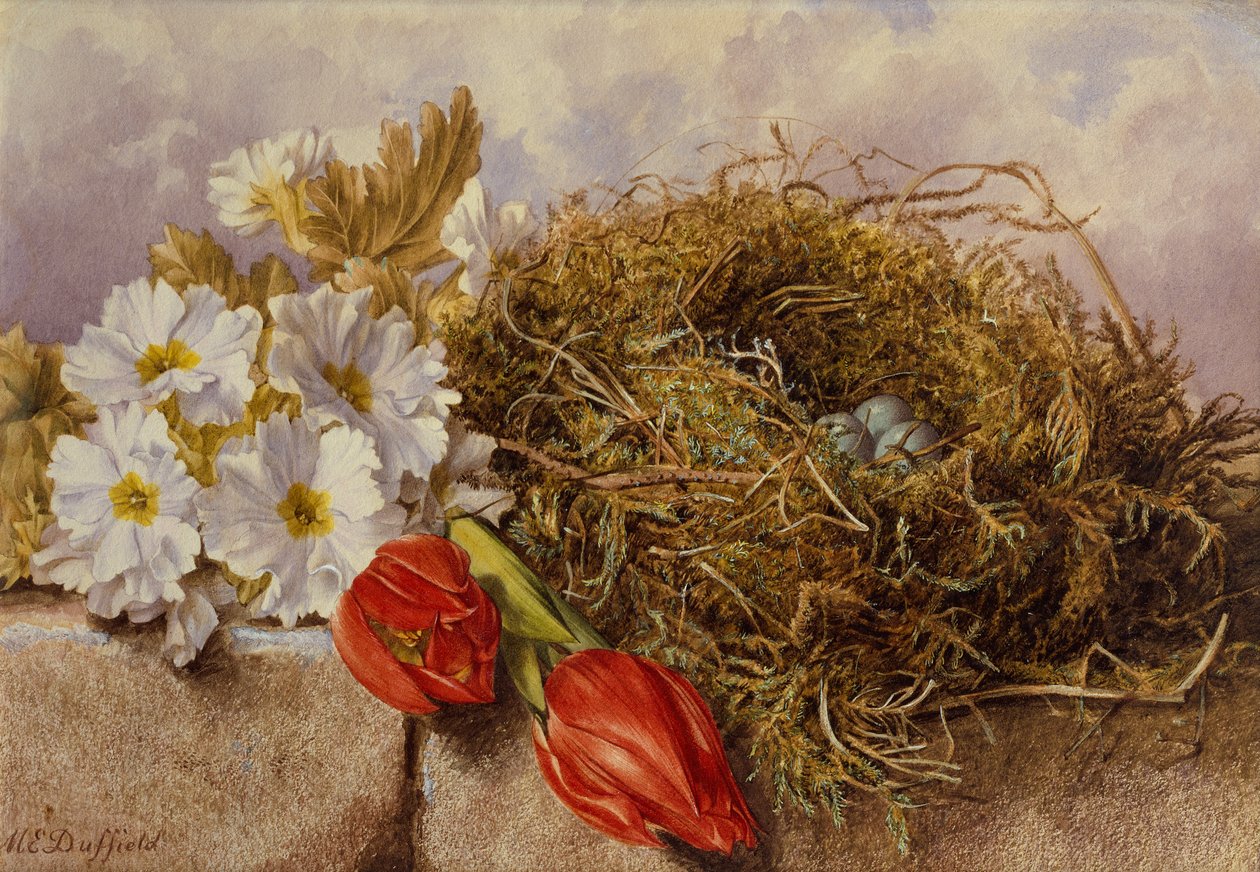 Bodegón de tulipanes en flor y un nido de pájaro en una repisa (lápiz y acuarela) de Mary Elizabeth Duffield