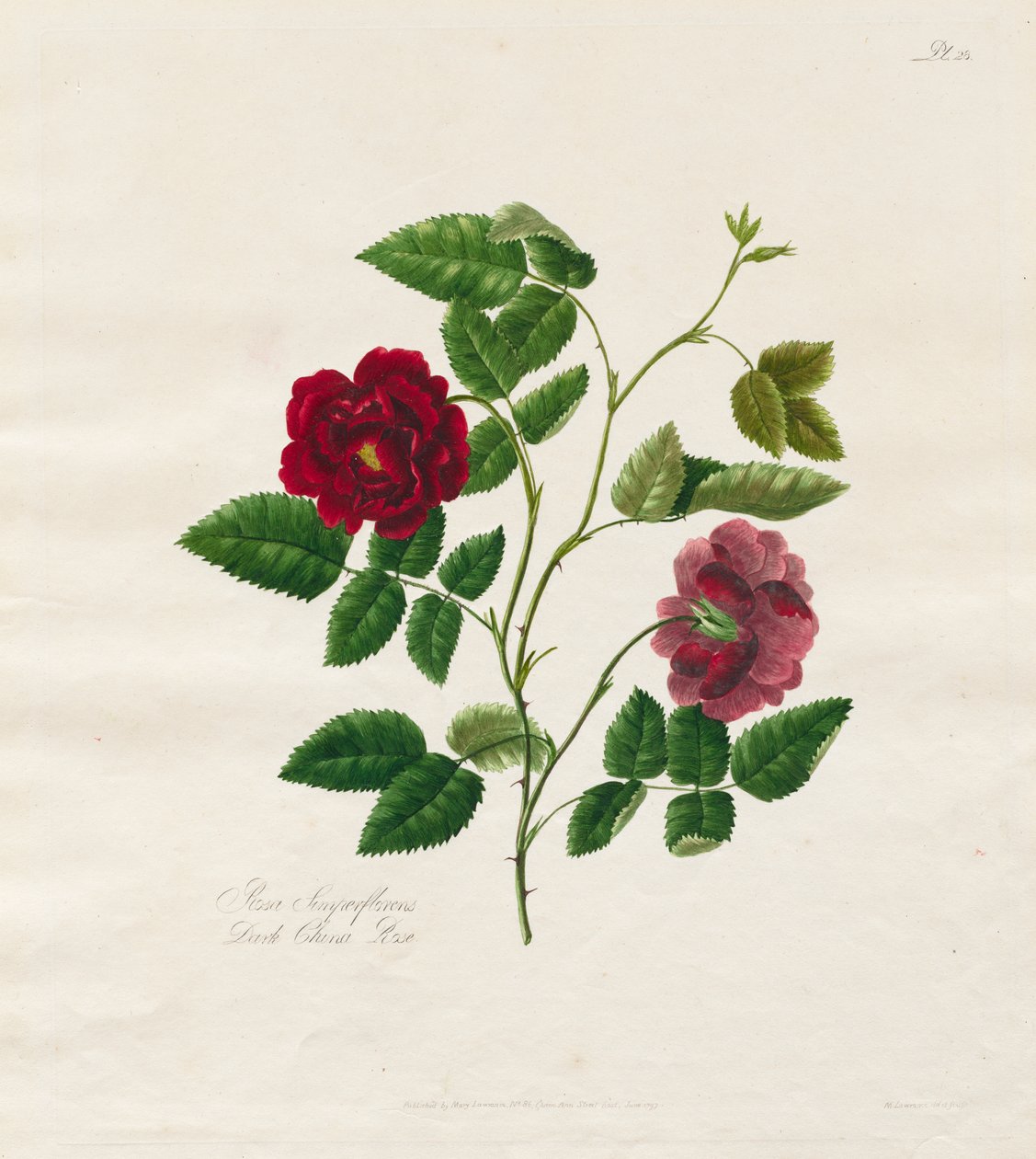Una colección de rosas de la naturaleza: Rosa china oscura de Mary Lawrence