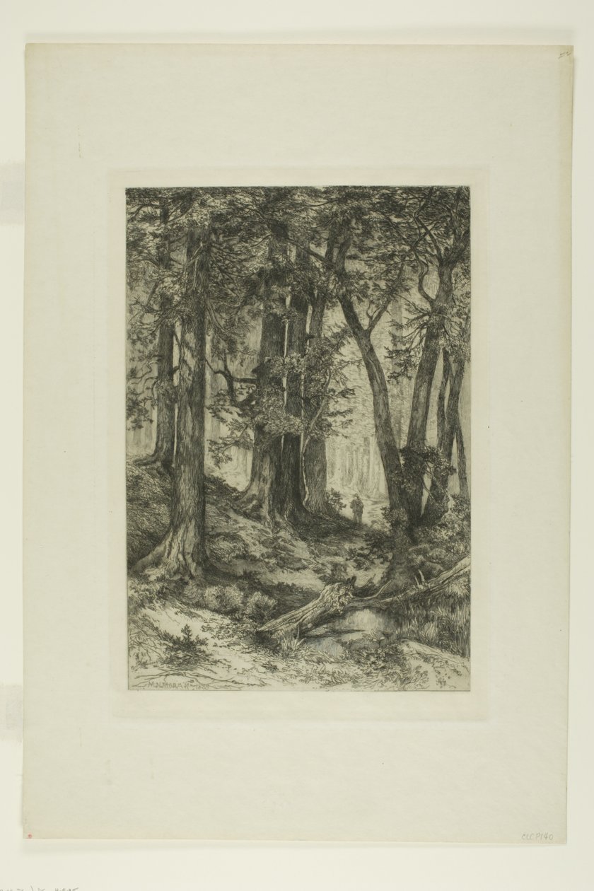 Un bosque de California de Mary Nimmo Moran