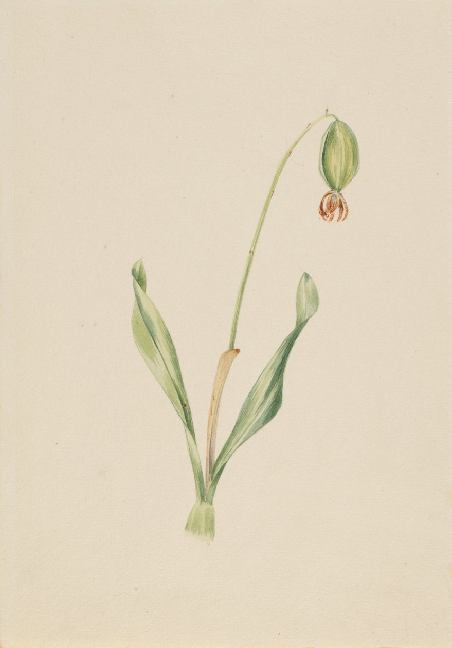 (Sin título) (Estudio de plantas) de Mary Vaux Walcott