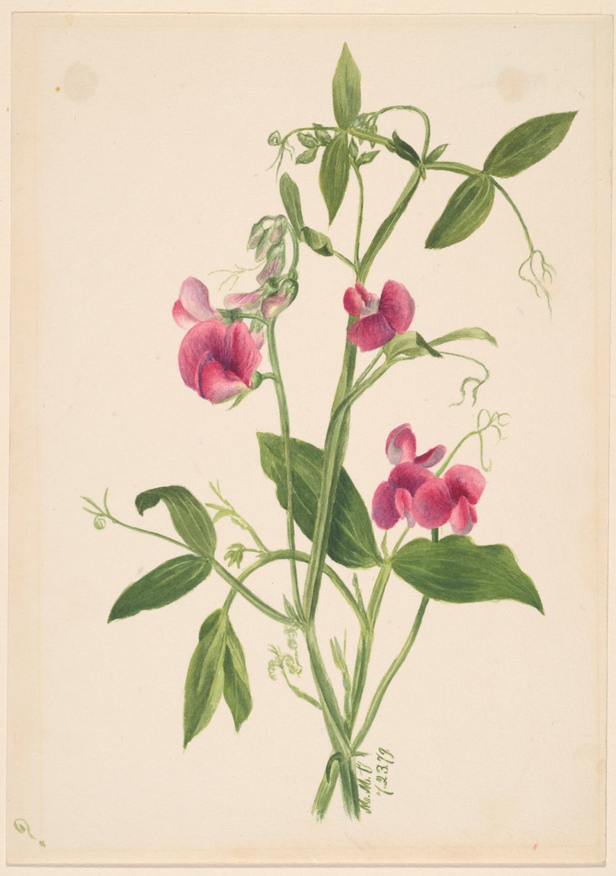 (Sin título--Estudio de flores) de Mary Vaux Walcott