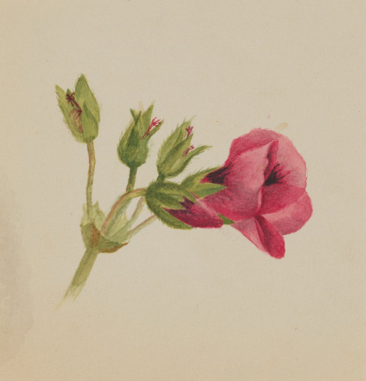 (Sin título--Estudio de flores) de Mary Vaux Walcott