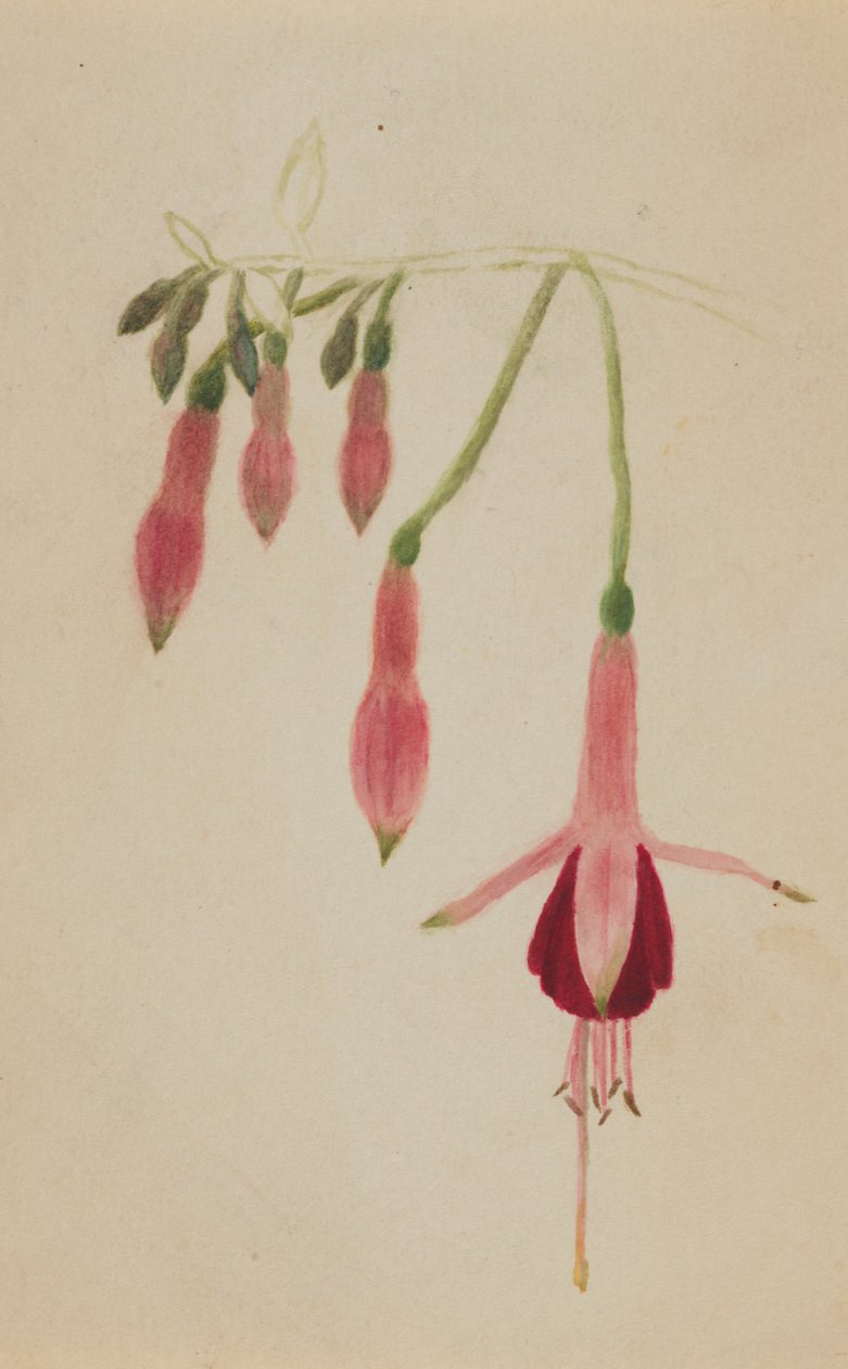 (Sin título--Estudio de flores) de Mary Vaux Walcott