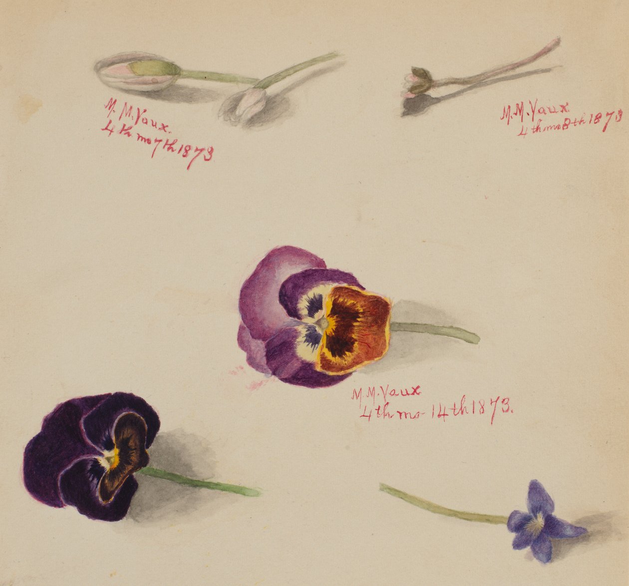 (Sin título--Estudio de flores) de Mary Vaux Walcott