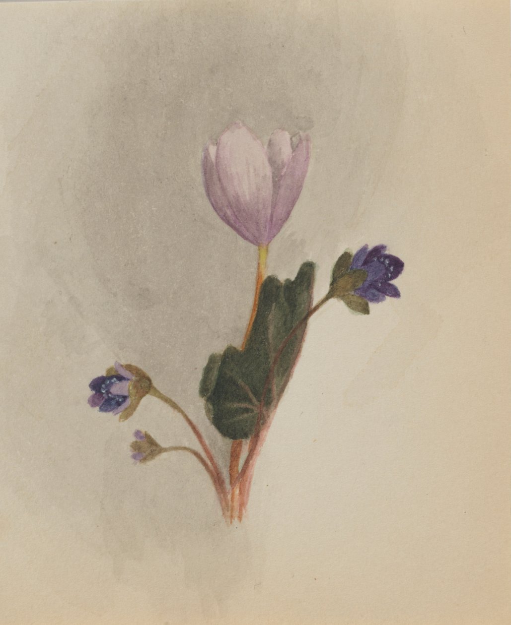 (Sin título--Estudio de flores) de Mary Vaux Walcott