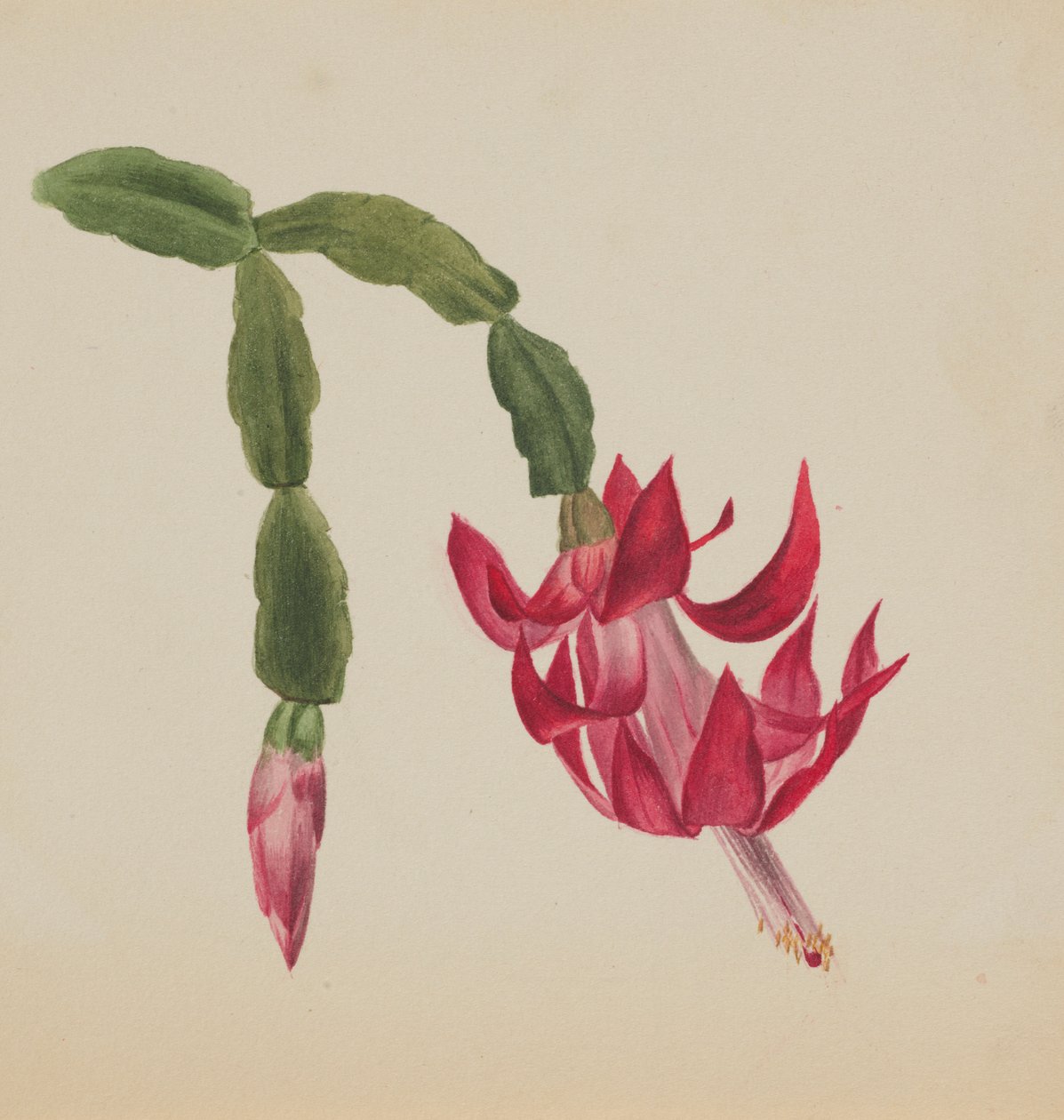 (Sin título--Estudio de flores) de Mary Vaux Walcott