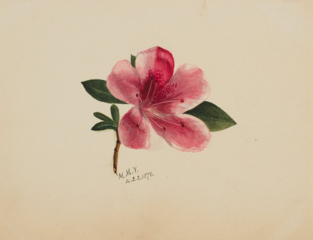 (Sin título--Estudio de flores) de Mary Vaux Walcott