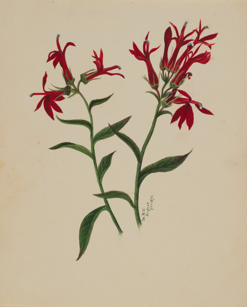 (Sin título--Estudio de flores) de Mary Vaux Walcott