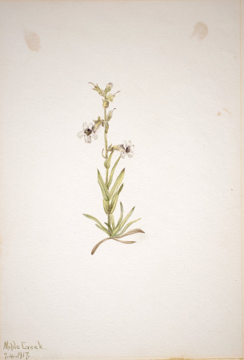 (Sin título--Estudio de plantas) de Mary Vaux Walcott