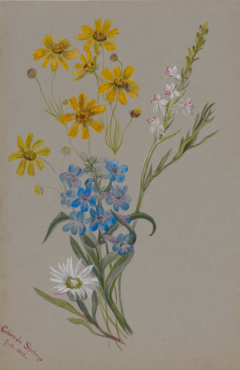 (Sin título, Grupo de flores) de Mary Vaux Walcott