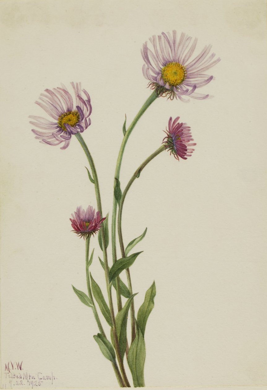 Flor de Alaska (Erigeron salsuginosus) de Mary Vaux Walcott