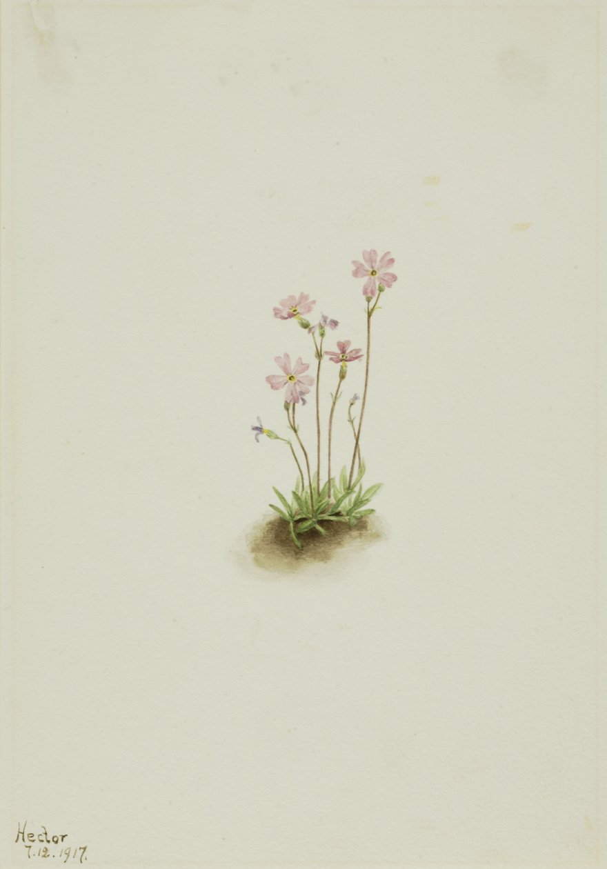 Primula maccalliana, 1917 de Mary Vaux Walcott