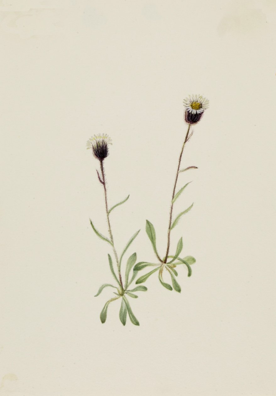 Erigeron unalaschensis, n.d. de Mary Vaux Walcott