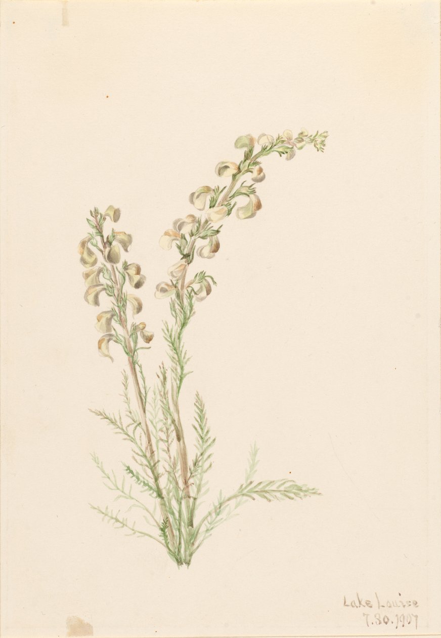 Helecho alpino (Pedicularis contorta) de Mary Vaux Walcott