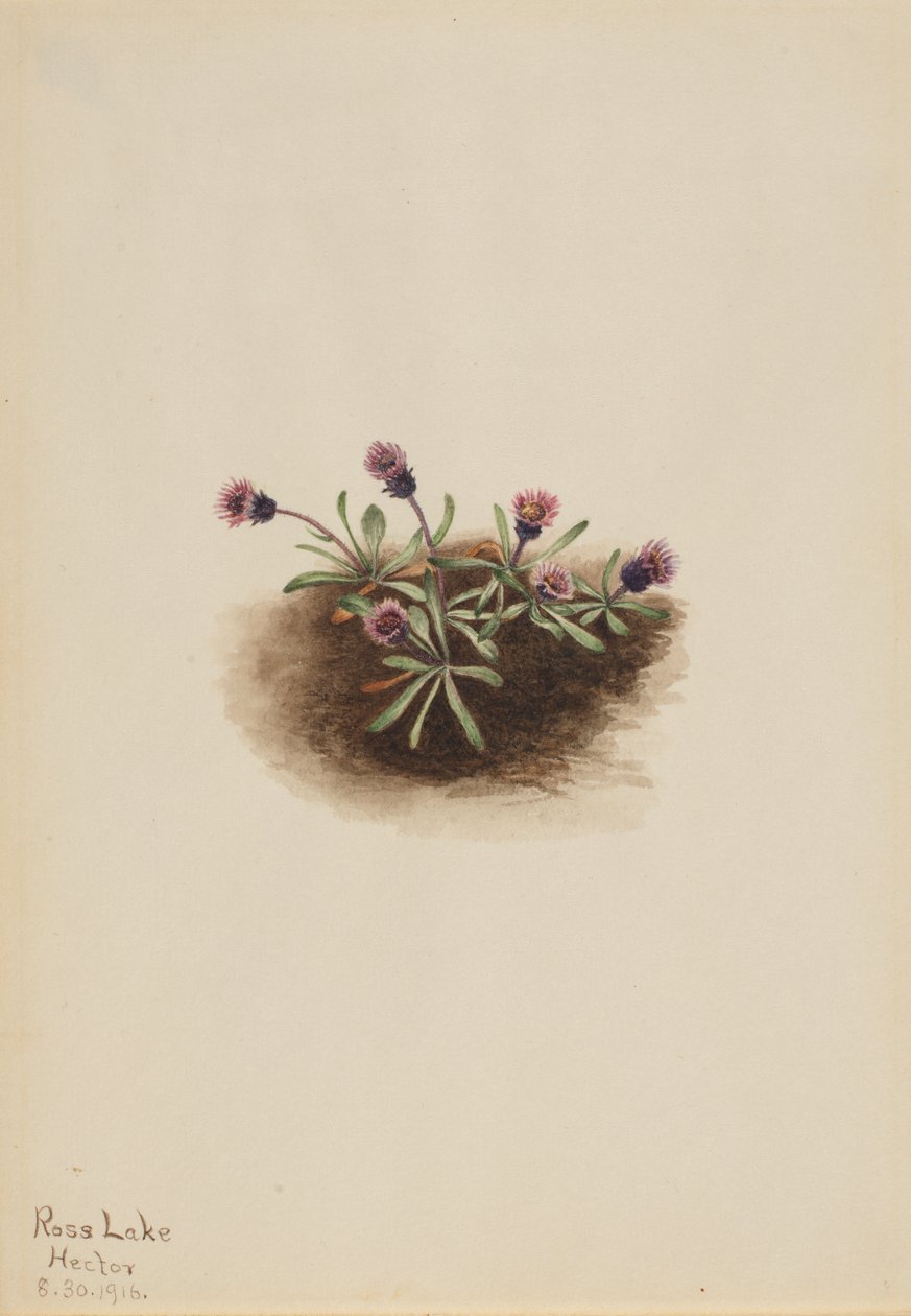 Erigeron alpino Erigeron unalaschcensis, 1916 de Mary Vaux Walcott