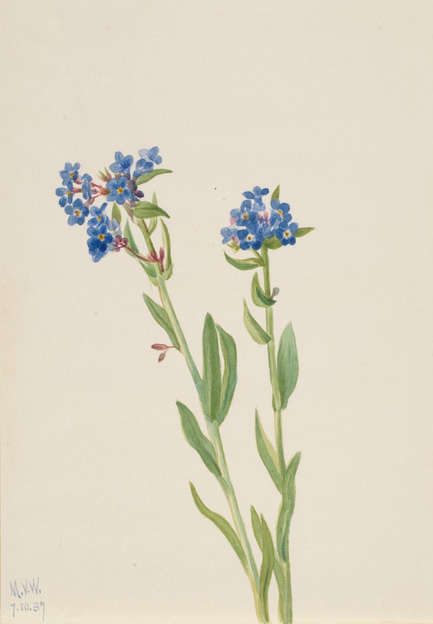 Nomeolvides Alpino Myosotis alpestris, 1937 de Mary Vaux Walcott