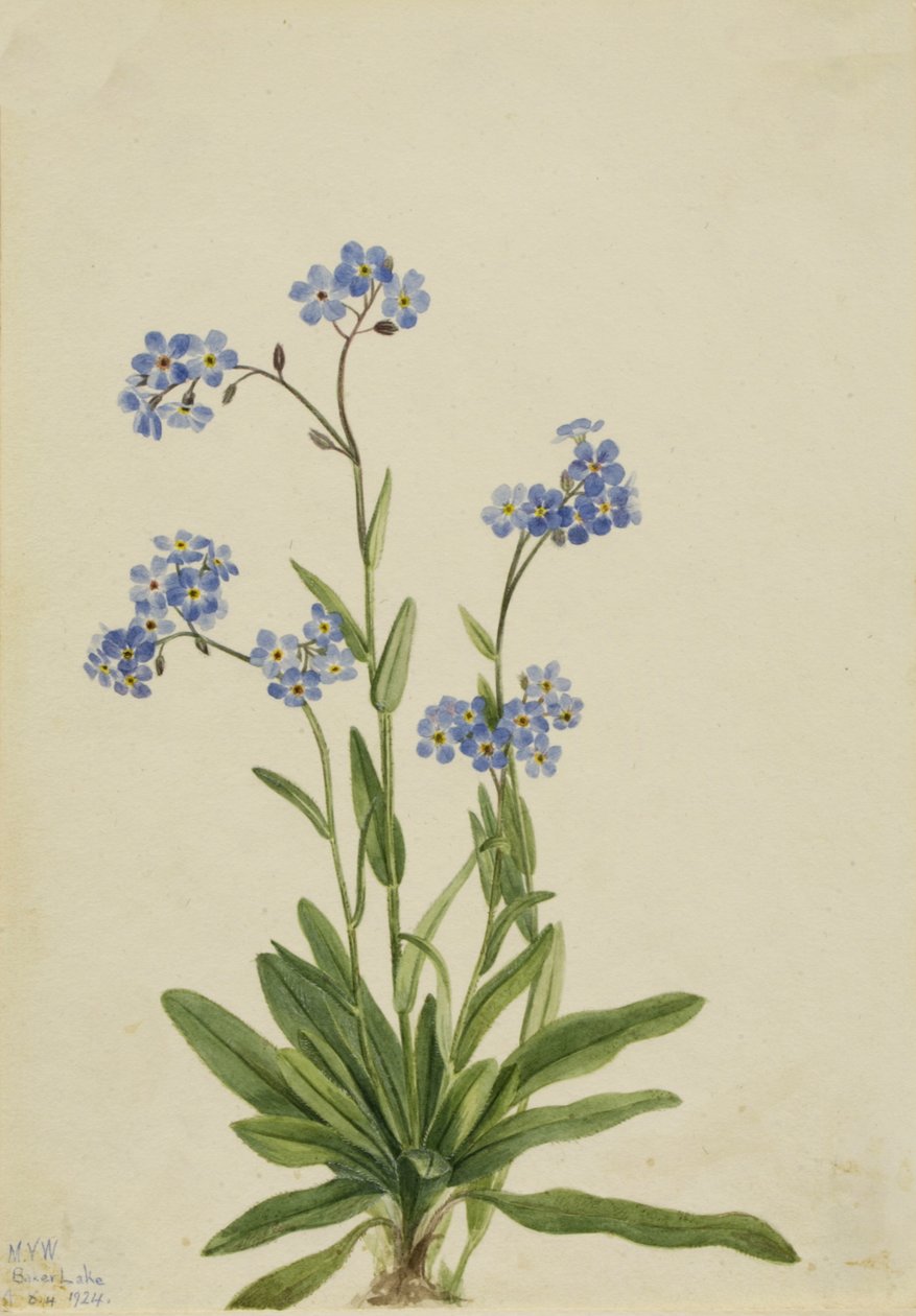 Nomeolvides alpino Myosotis alpestris, 1924 de Mary Vaux Walcott