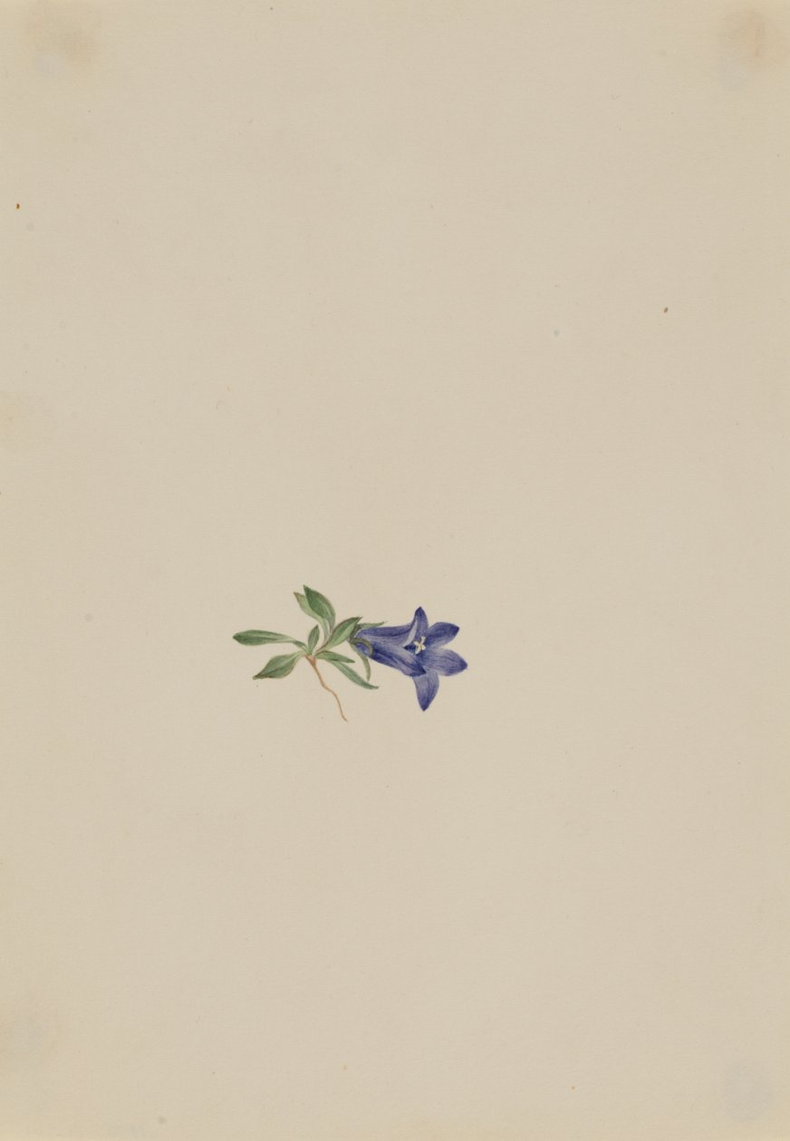 Campanilla alpina Campanula lasiocarpa de Mary Vaux Walcott