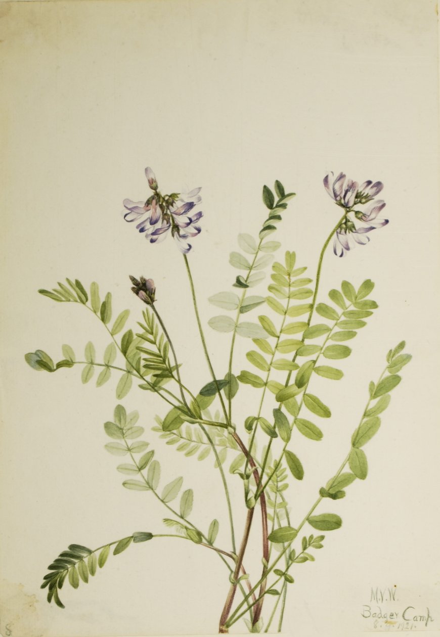 Lechetrezna alpina (Astragalus alpinus) de Mary Vaux Walcott