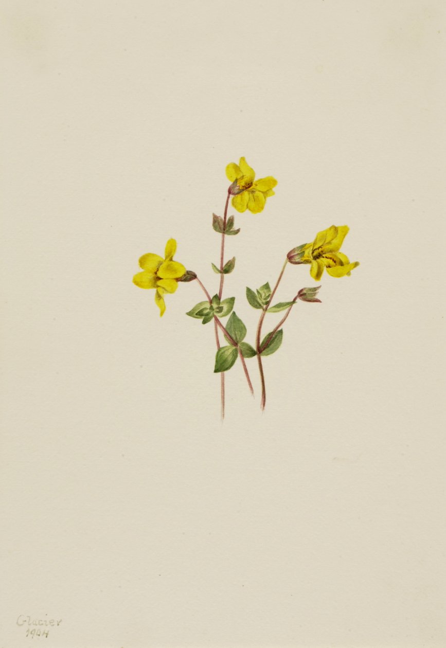 Flor de Mono Alpina Mimulus caespitosus, 1904 de Mary Vaux Walcott