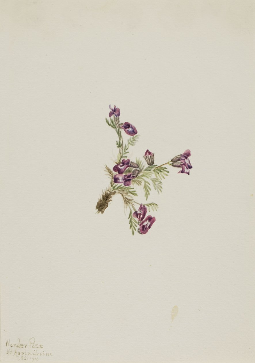Terciopelo alpino (Oxytropis podocarpa) de Mary Vaux Walcott