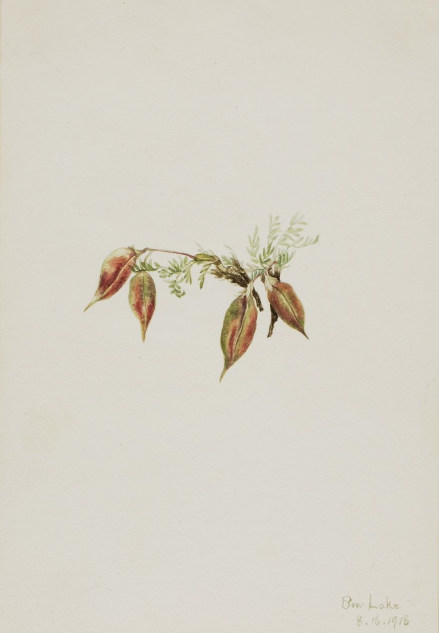 Terciopelo alpino (Oxytropis podocarpa) de Mary Vaux Walcott