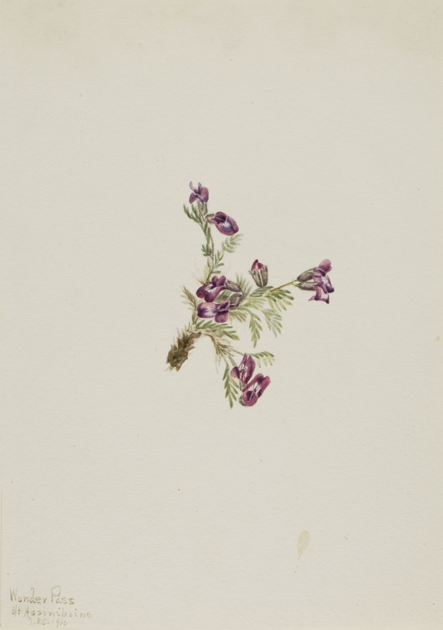Oxytropis podocarpa alpina de Mary Vaux Walcott
