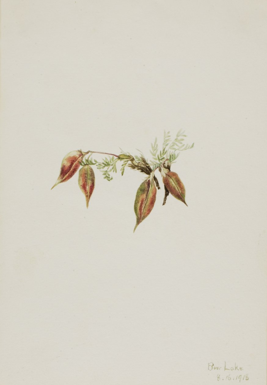 Vetch alpino, 1918 de Mary Vaux Walcott