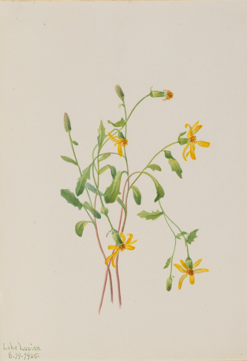 Senecio alpino Senecio species, 1905 de Mary Vaux Walcott