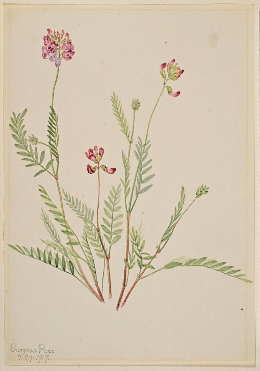 Arveja alpina (Astragalus bourgovii) de Mary Vaux Walcott