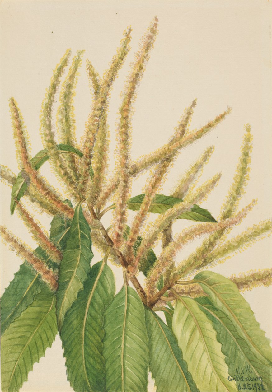 Castaño americano (Castanea dentata) de Mary Vaux Walcott
