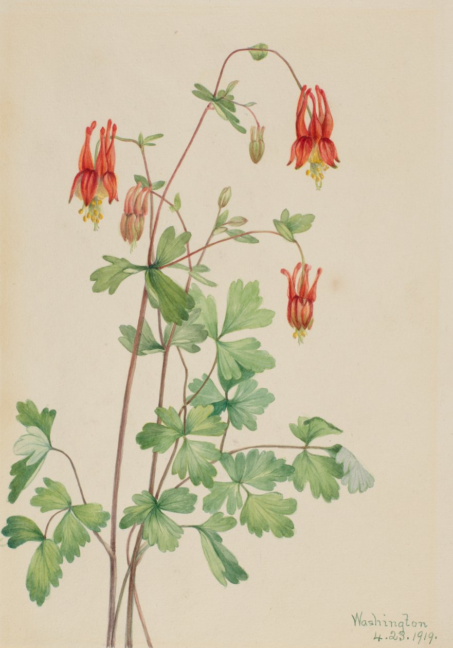Columbina Americana Aquilegia canadensis, 1919 de Mary Vaux Walcott
