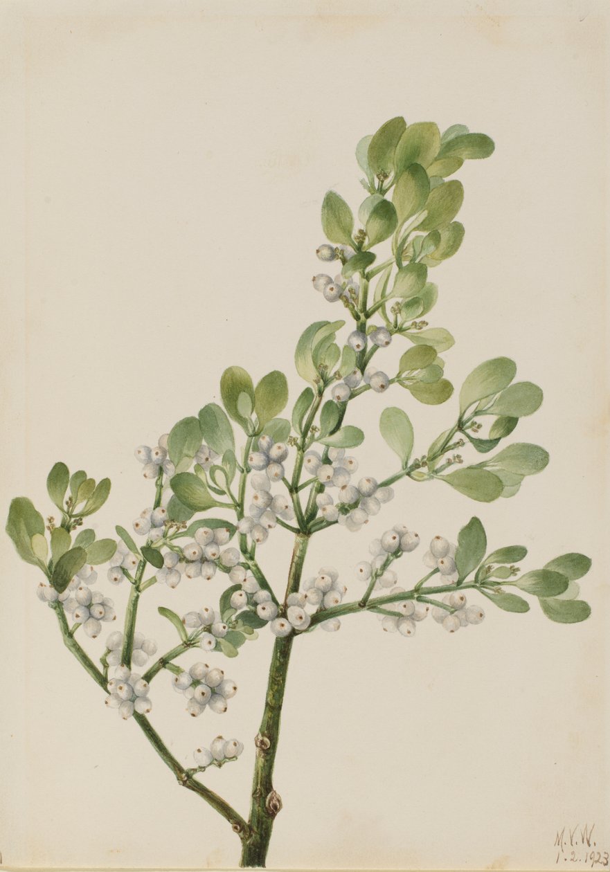 Muérdago americano Phoradendron flavescens de Mary Vaux Walcott