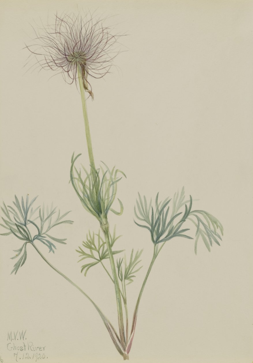 Pasqueflower americano (Pulsatilla ludoviciana) de Mary Vaux Walcott