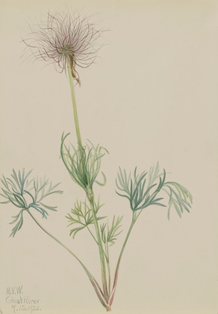 Pulsatilla Americana de Mary Vaux Walcott