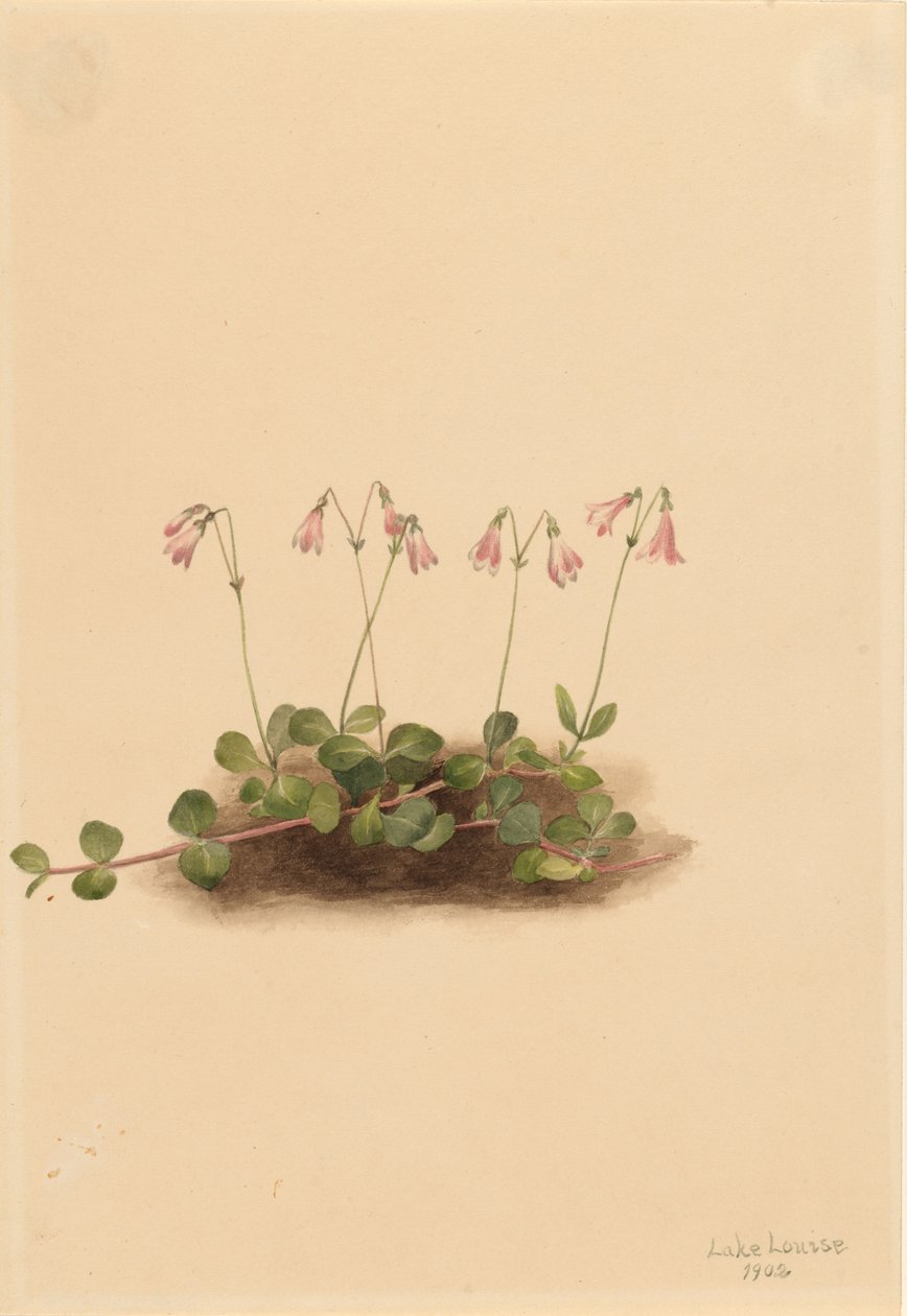 Campanilla americana (Linnaea borealis americana) de Mary Vaux Walcott