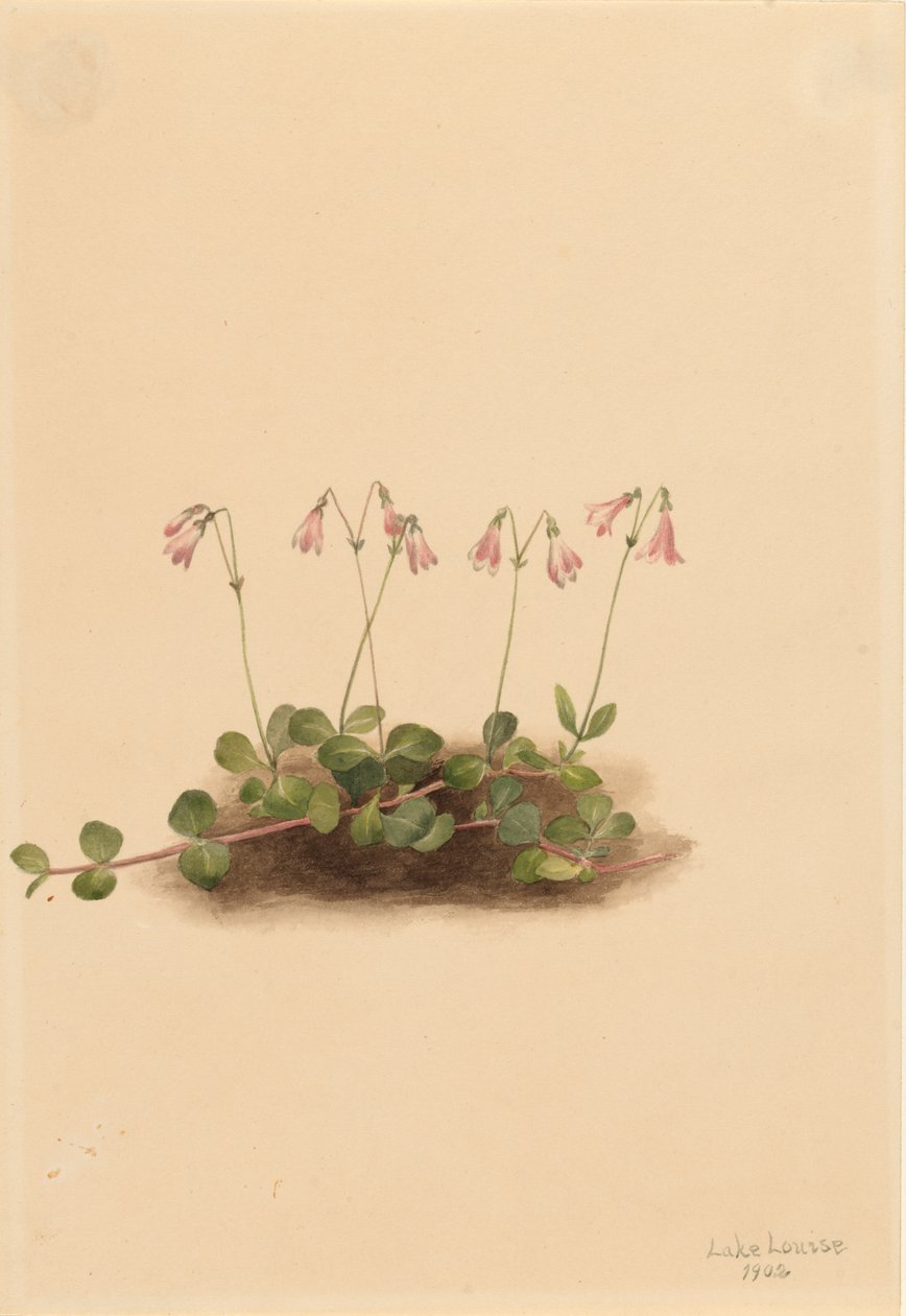 Linaea borealis americana, 1902 de Mary Vaux Walcott