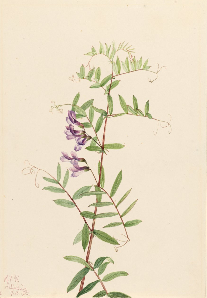 Veza americana (Vicia americana) de Mary Vaux Walcott
