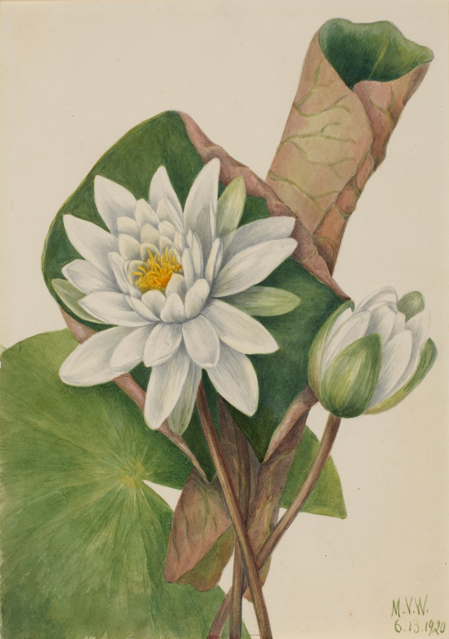 Nenúfar americano Castalia odorata, 1920 de Mary Vaux Walcott