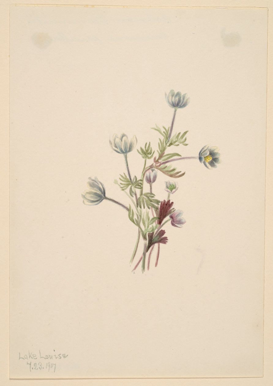 Anémona (Anemone drummondii) de Mary Vaux Walcott