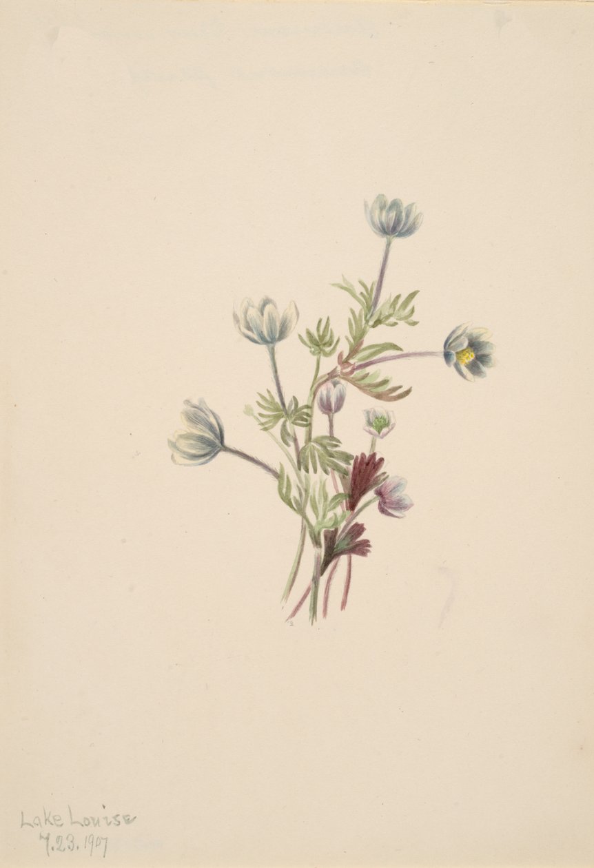 Anémona Anemone drummondii, 1907 de Mary Vaux Walcott