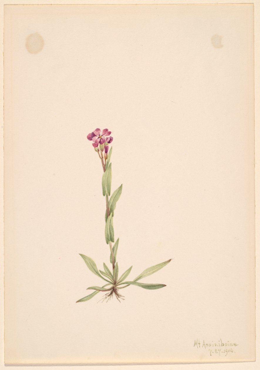 Arabis lyallii, 1916 de Mary Vaux Walcott