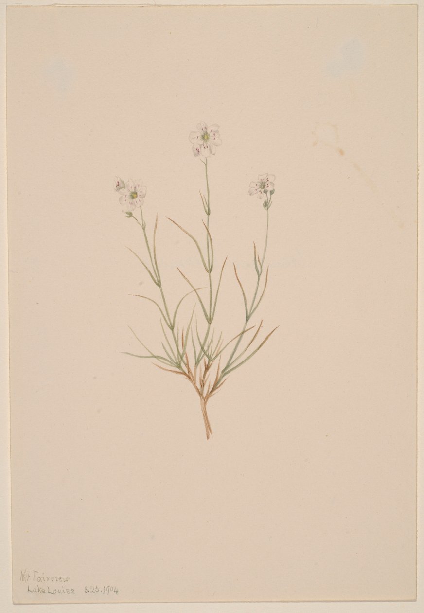 Arenaria formosa de Mary Vaux Walcott