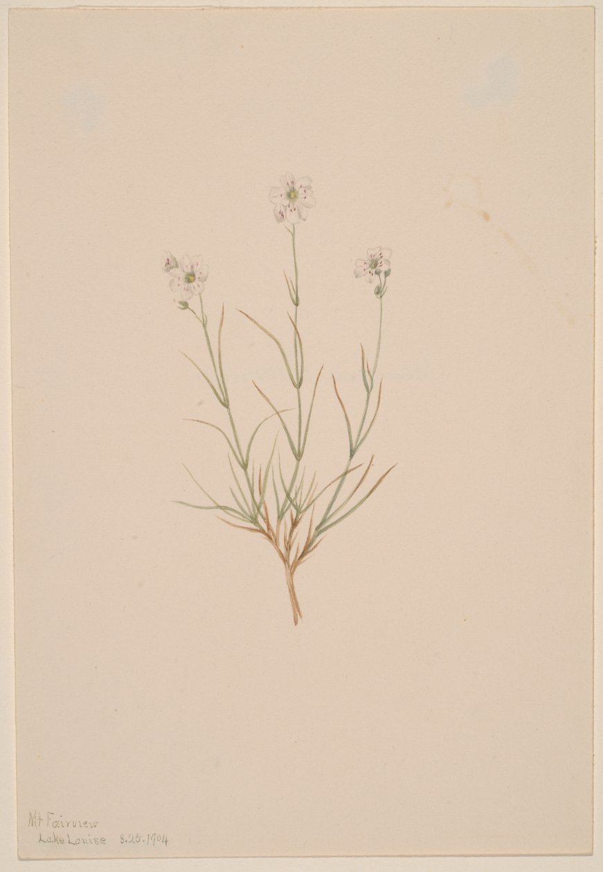 Arenaria formosa, 1904 de Mary Vaux Walcott