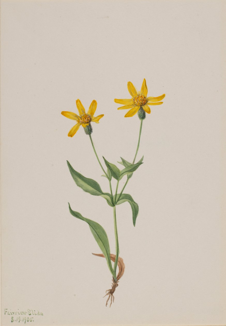 Árnica alpina de Mary Vaux Walcott