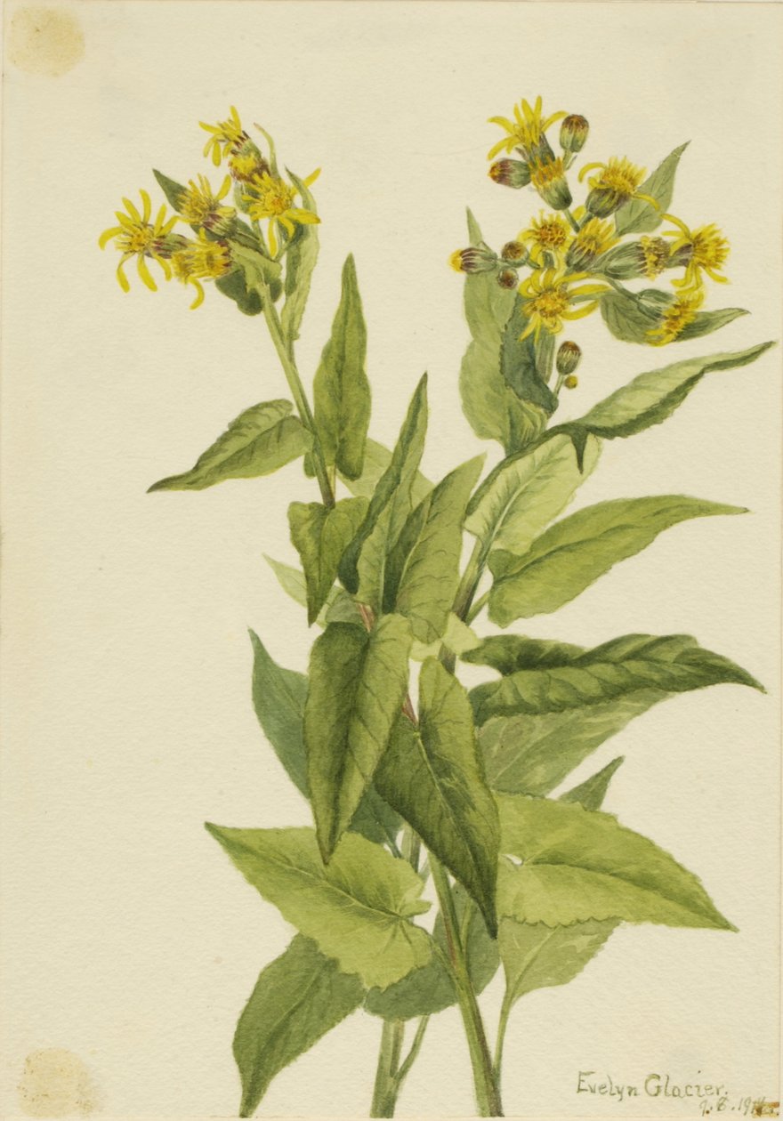 Senecia triangularis (Senecia triangularis) de Mary Vaux Walcott