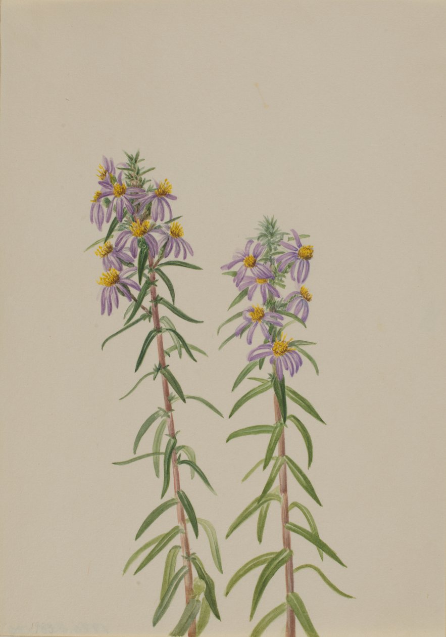 Aster Aster hirariifolius, 1923 de Mary Vaux Walcott