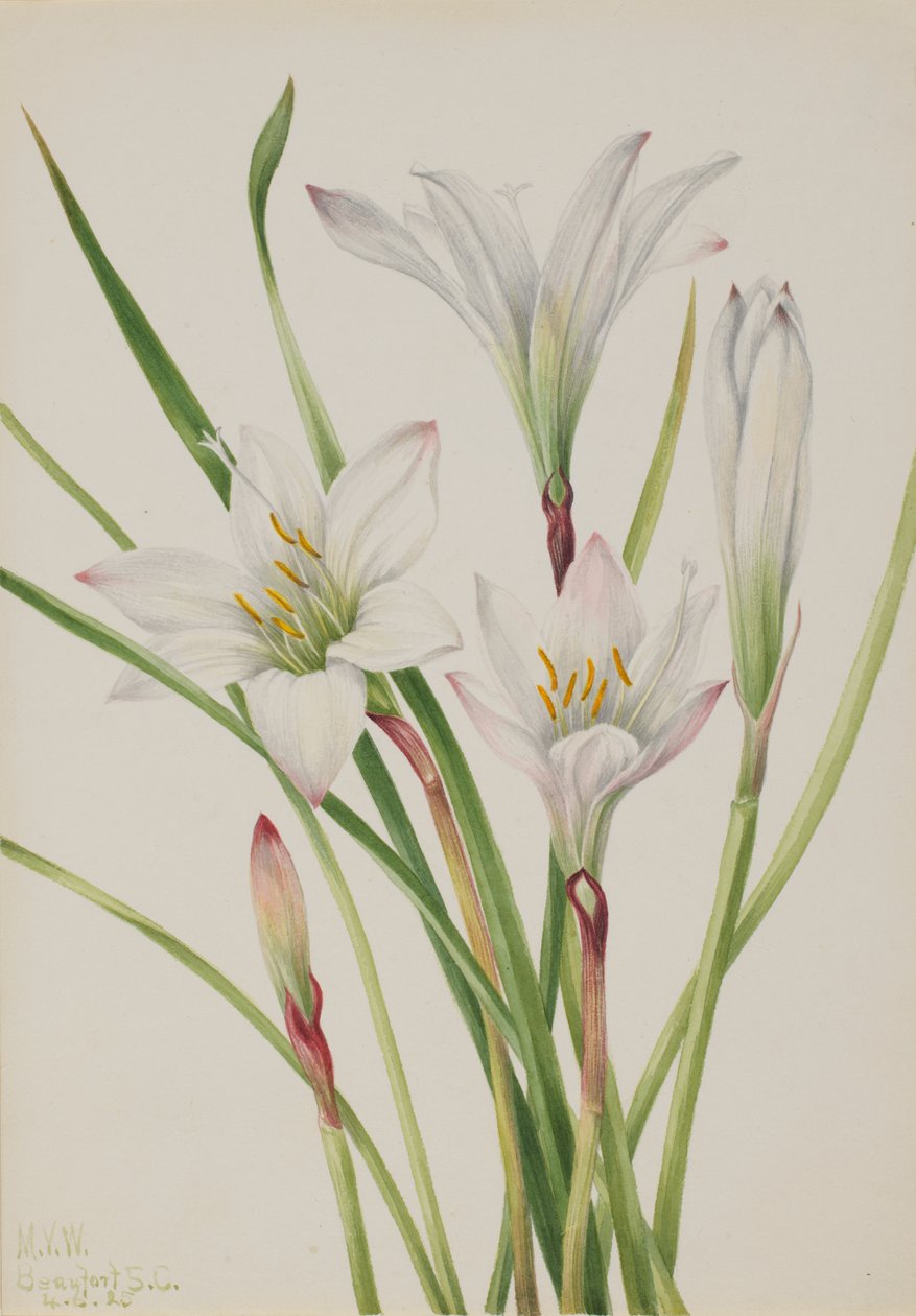 Lirio de Atamasco, 1925 de Mary Vaux Walcott